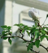 Filename=GV31.png
Filesize=514KiB
Dimensions=720x416
Date added=Oct 03, 2010 GV31.png